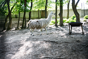 A llama standing in a forested enclosure on a sunny day, a Photo by AS photostudio