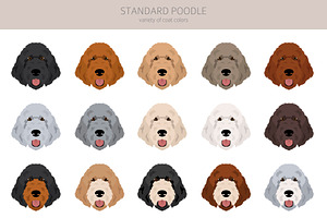 Standard Poodle Clipart