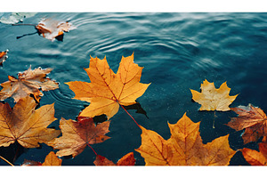 Autumn leaves gently floating on a, a Nature Photo by Igor Tichonow