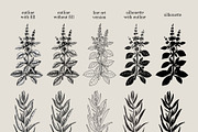 Herbs of Provence Collages & Vectors, a Healthcare Illustration by Yevheniia (Thumbnail 7 of 12)