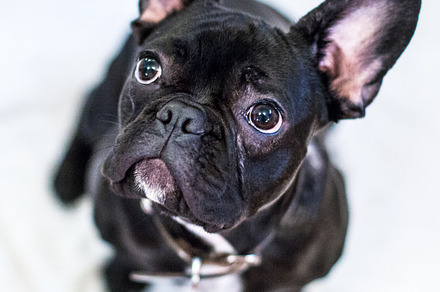 French bulldog stock picture