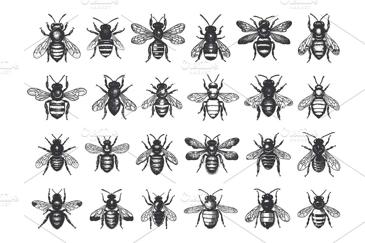 Vintage Bee Insects Linocut Print, an Animal Illustration by LadadikArt