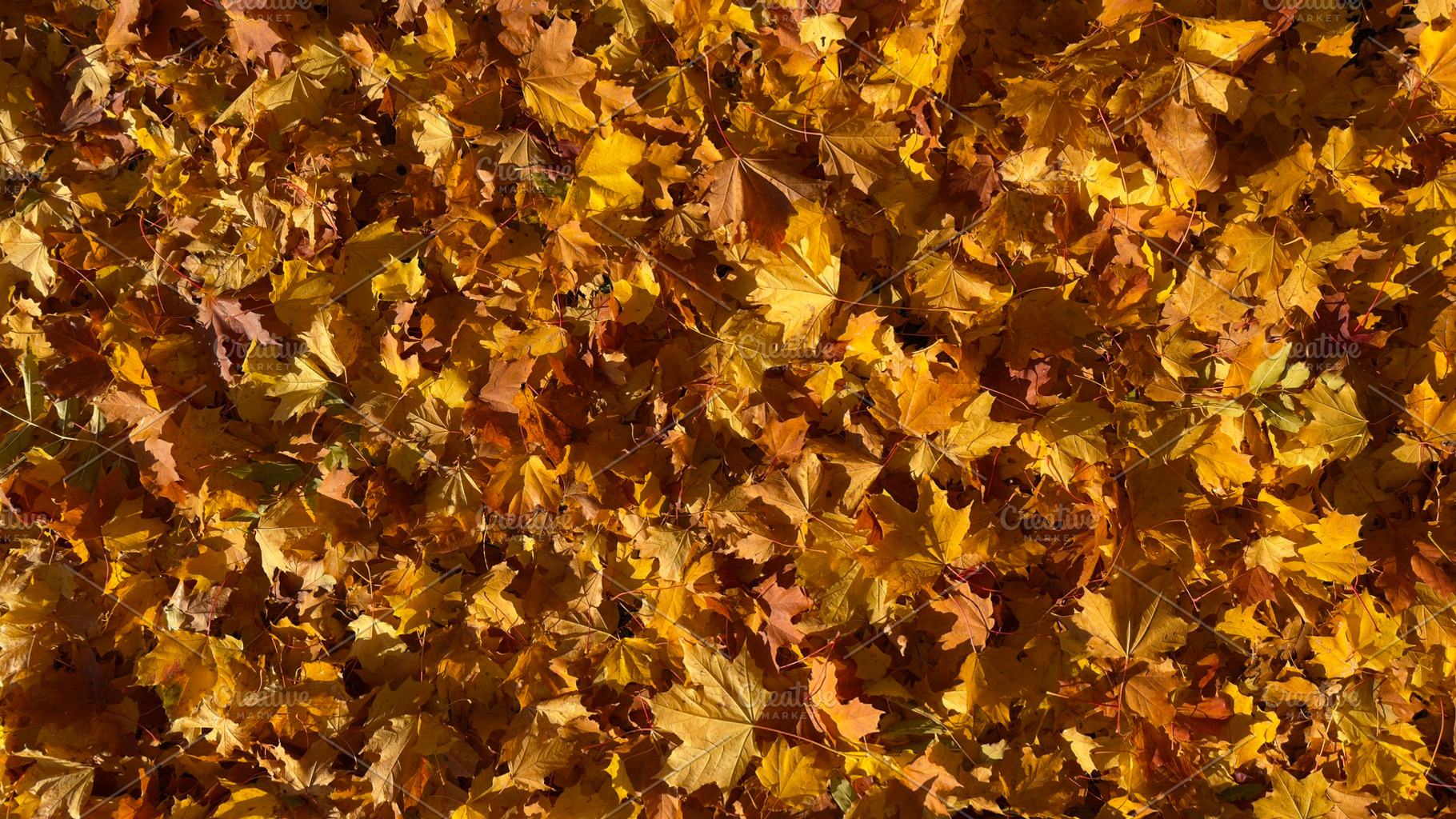 A ground covered with a thick layer of autumn leaves in shades of yellow and or, a Nature Photo by Textures & Backgrounds