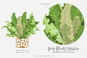 House Plants Collection Set II, a Graphic by SmallHouseBigPony (Thumbnail 13 of 21)