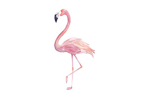 Watercolor Flamingo