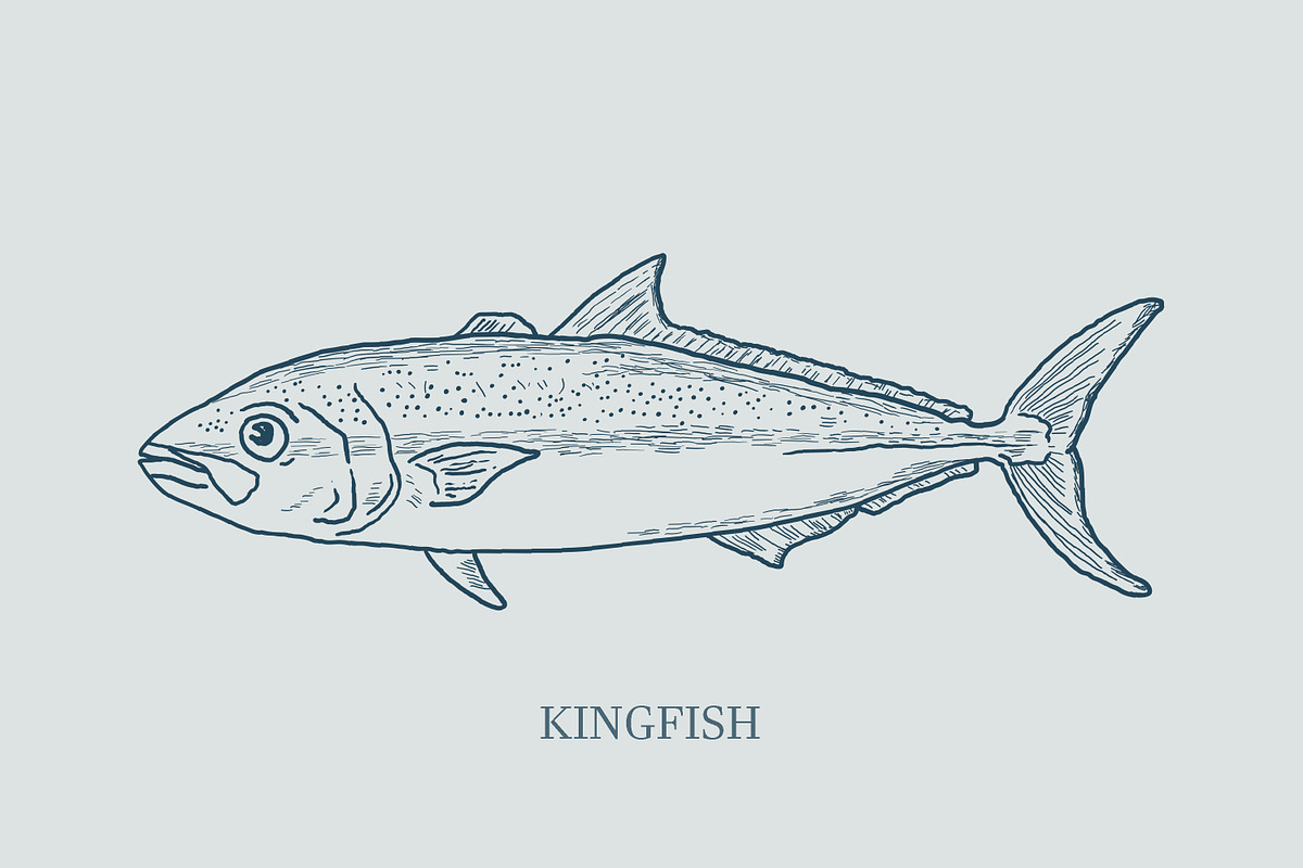 Hand drawn vectors of saltwater fish, an Animal Illustration by Naty Art (Photo 9 of 11)