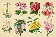 Vintage Illustrations of Flowers, an Illustration by Graphic Goods (Thumbnail 7 of 9)