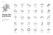 180 Botanical Ingredient Line Icons, an Outline Icon by Ilia Design (Thumbnail 10 of 13)