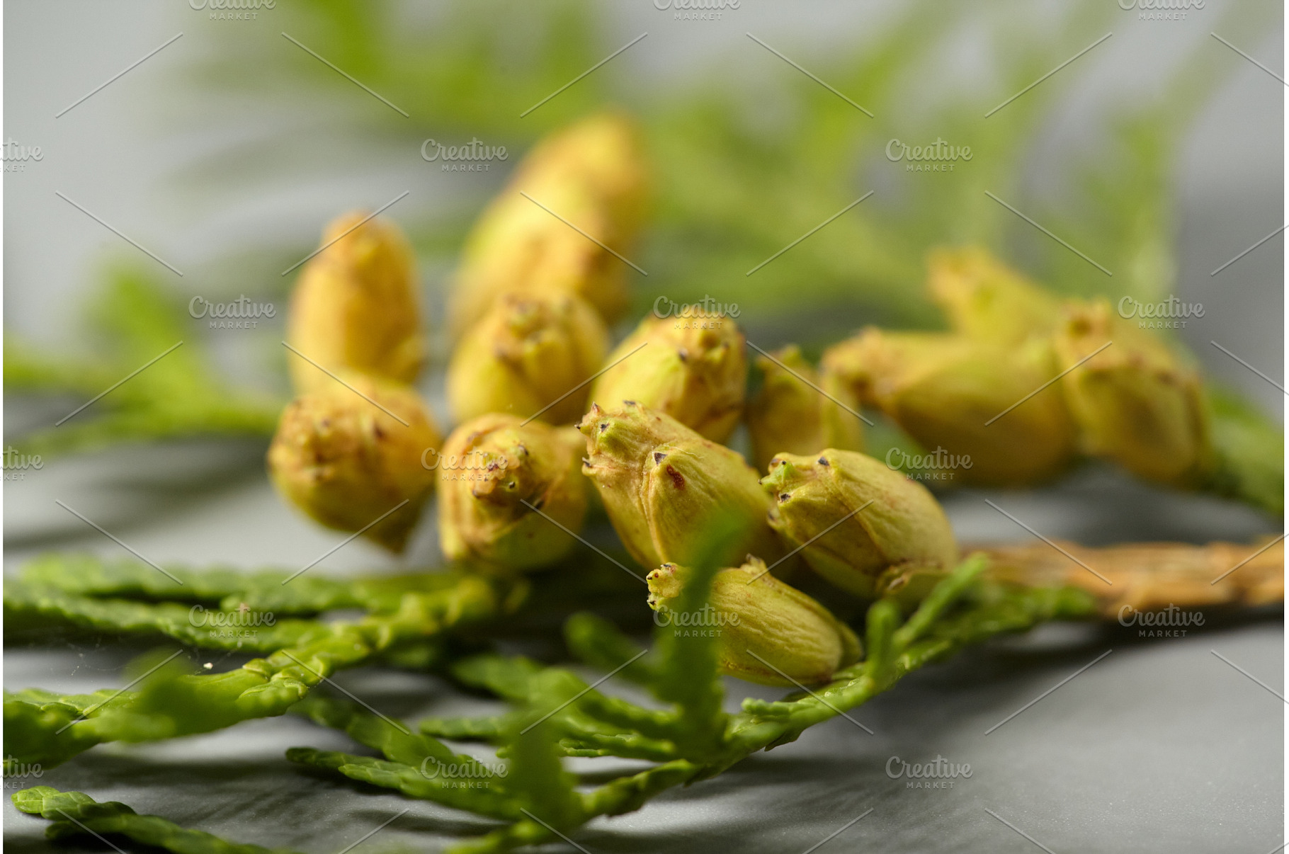Thuja Branch with Buds. Detailed, a Nature Photo by Rohan Photography