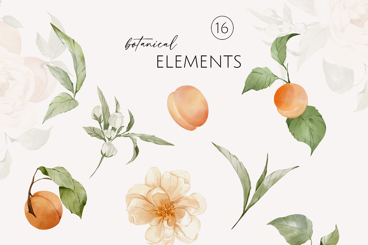 Apricots & Flowers watercolor summer, a Seasonal Illustration by Yuliia Lashevska (Photo 10 of 11)
