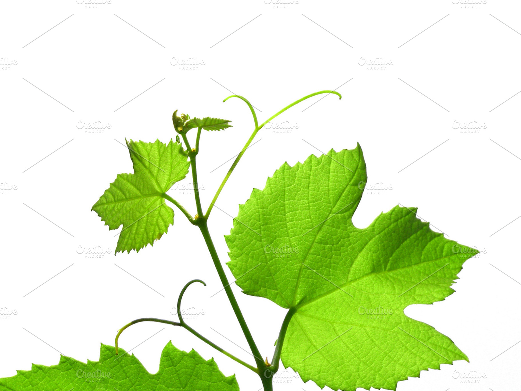 Vines leaves containing vitis, vine, and plant
