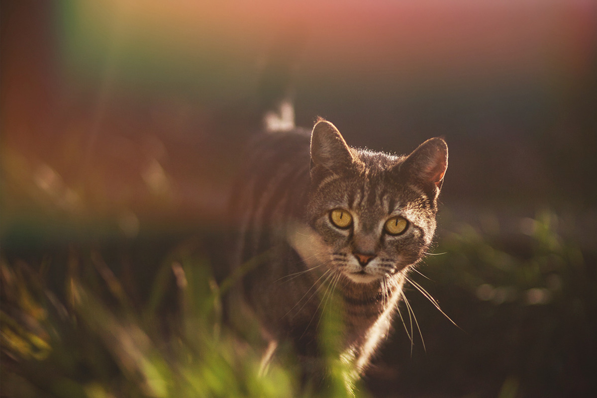 Natural Light Leaks Overlays, an Action Add-On by PhotoSpirit (Photo 4 of 8)