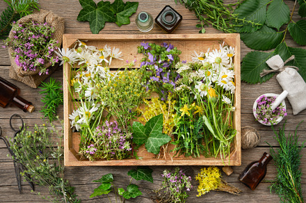 Wooden crate of medicinal herbs., a Health & Medical Photo by chamillewhite
