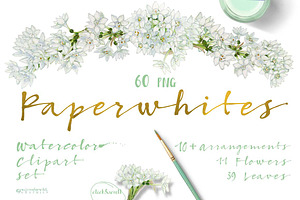 White Spring-Paperwhites