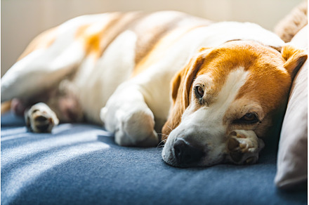 A Beagle dog is comfortably laying