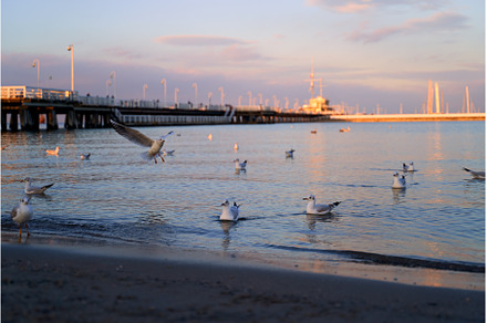 Seagulls on Sopot Pier background at, a Nature Photo by Oleksandr Berezko