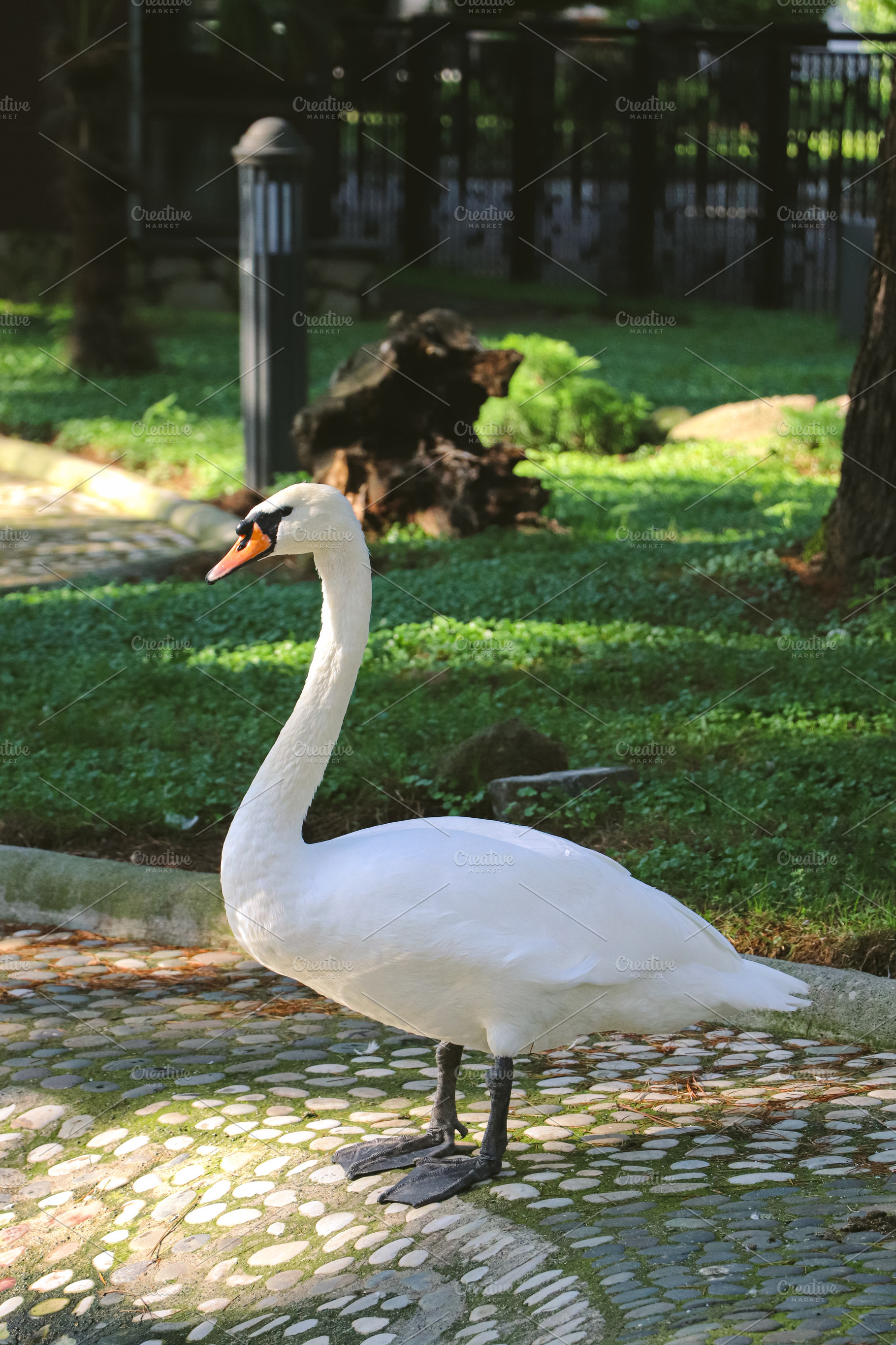 White swan in the park, an Animal Photo by Sir13
