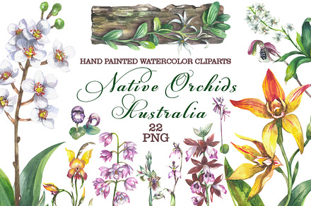 Native Orchids Australia watercolor