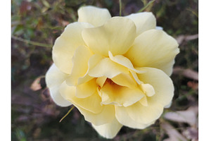 Bright yellow rose in bloom, a Nature Photo by LogosDen