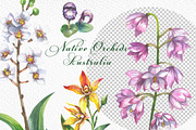 Native Orchids Flowers in  Australia, an Object Illustration by FITALARTSNEDIGI (Thumbnail 3 of 7)