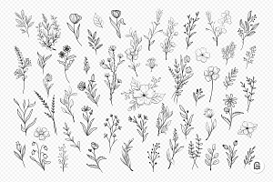 Wild Flower Illustrations