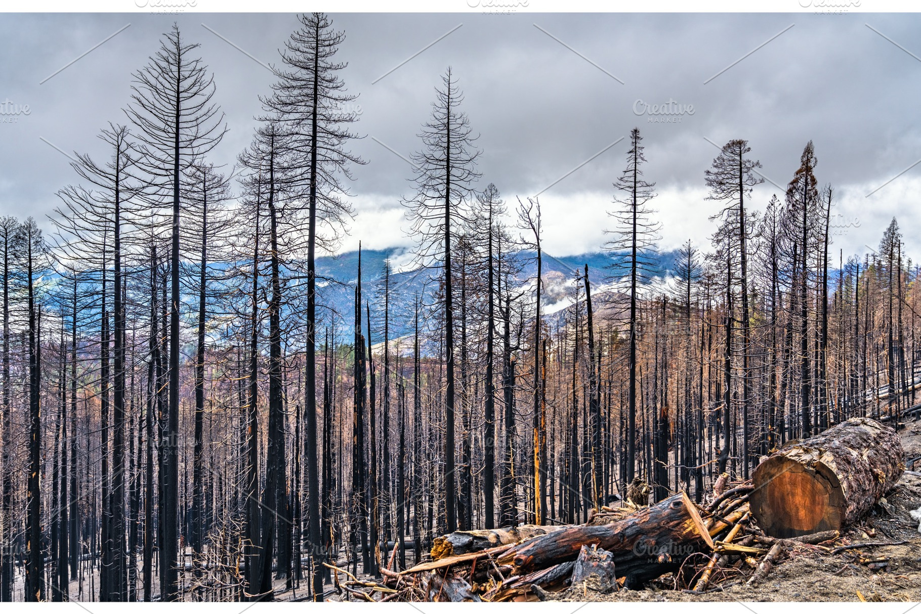 Burned down forest in yosemite featuring forest, fire, and california, a Nature Photo by Leonid Andronov