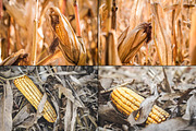 Bundle fall photos /240+pics, a Templates & Theme by tydla (Thumbnail 5 of 11)