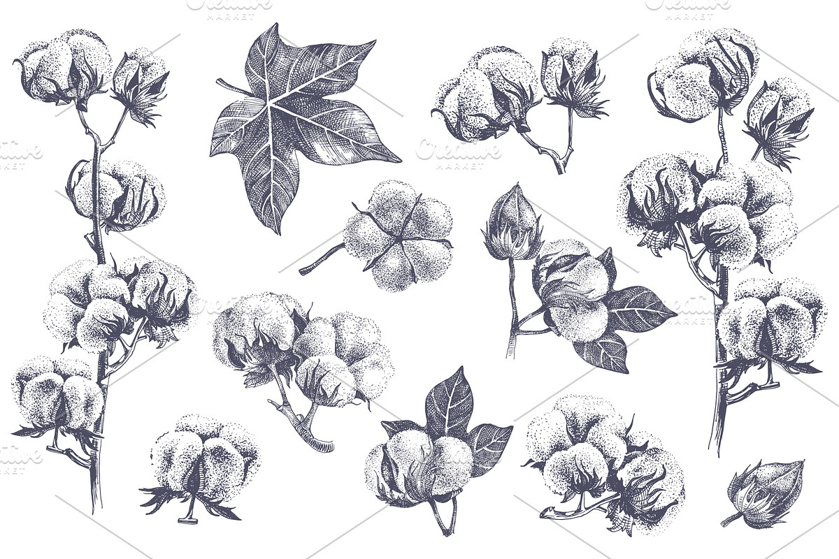 Hand drawn botanical bundle, an Illustration by handsketched (Photo 7 of 24)
