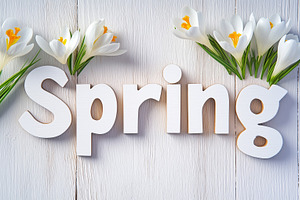Banner with blooming white crocuses, an Abstract Photo by Imaginarium