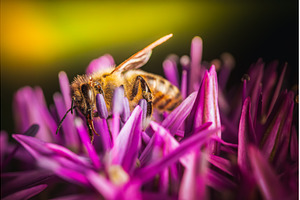 Closeup image of a busy bee, an Animal Photo by MadPhotos