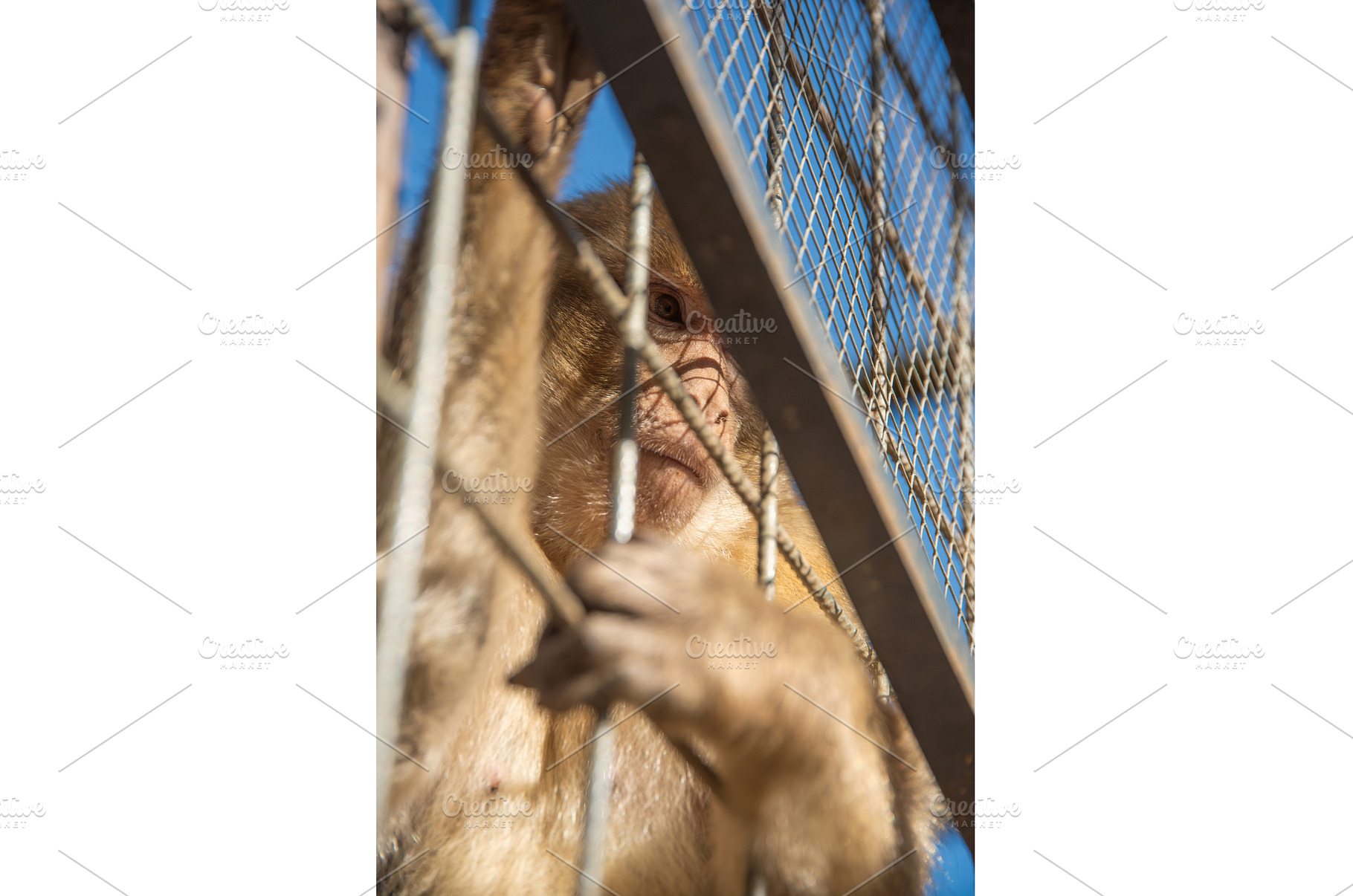 Monkey looking through the cage., an Animal Photo by MadPhotos