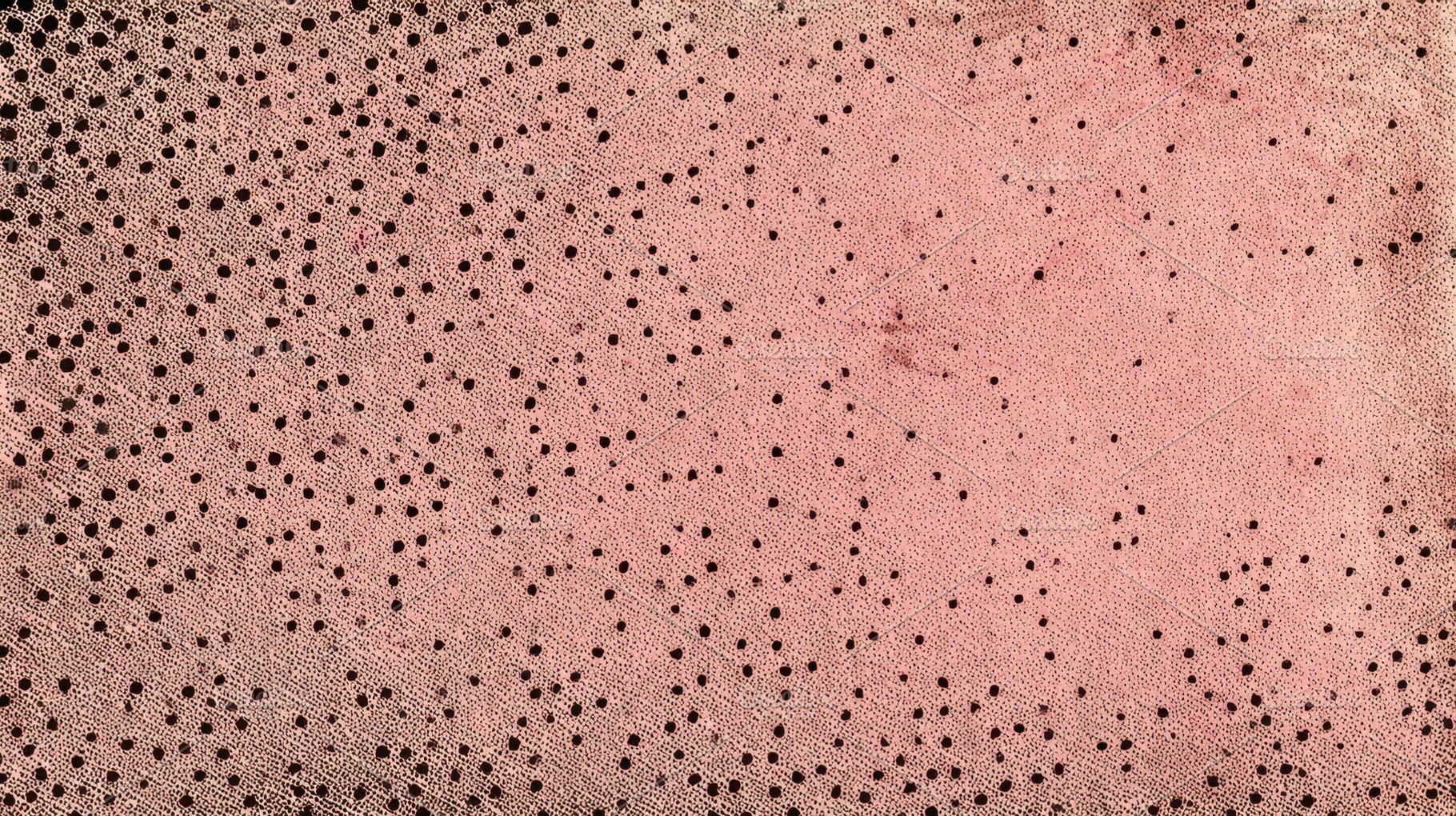 Texture of a pink surface with dots, a Photo by Beautiful things