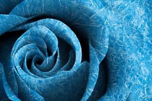 Arctic Rose