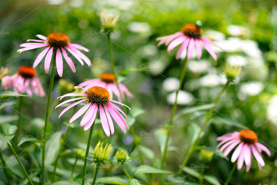 Purple Coneflower Featuring Flower Garden And Purple