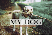 My Dog Lightroom Presets, an Action Add-On by Creativetacos (Thumbnail 1 of 6)