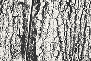 Tree Bark Textures, a Texture Graphic by GhostlyPixels (Thumbnail 7 of 9)