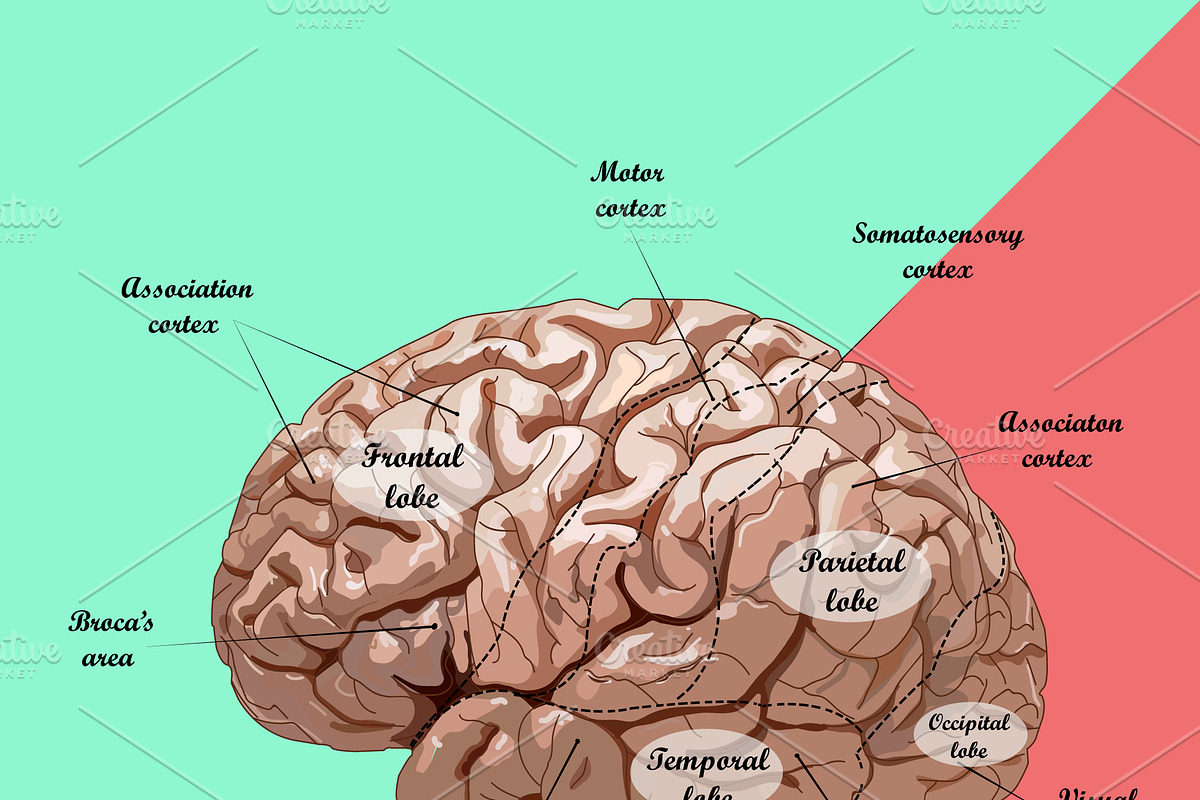 realistic human brain, scheme, a Healthcare Illustration by OS
