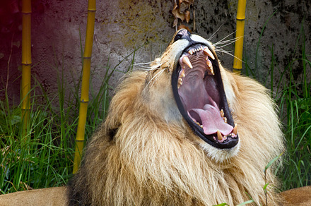 Lion stock photo containing animal and picture, an Animal Photo by TrueMitra Designs
