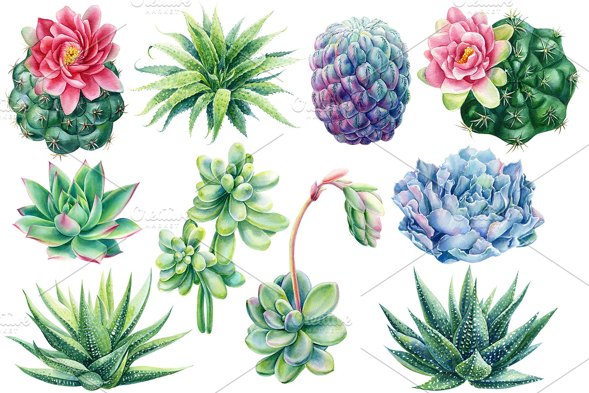 Succulents Botanical Watercolor, a Background Graphic by Hanna Hryharenka (Photo 14 of 15)