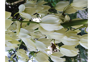 White yucca flowers blooming petals