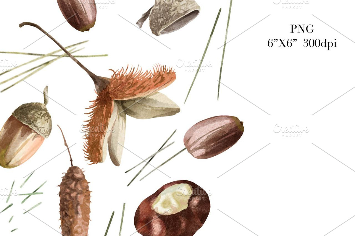 Acorns Watercolor Clipart. Forest., a Decorative Illustration by NKTKNS (Photo 3 of 4)