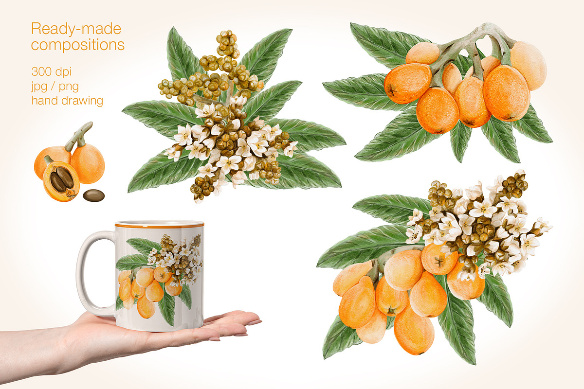 Loquat watercolor clip art, an Illustration by Alena Sid (Photo 5 of 15)