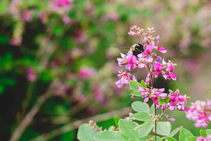 little bee 2
