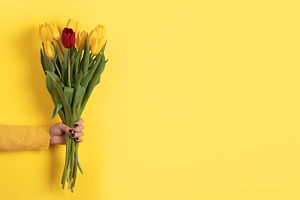 Hand holding bouquet with one red tulip among yellow tulips on y, a Holiday Photo by Ales Munt