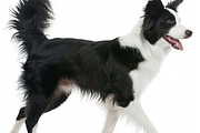 120+ Dog white background Bundle, an Animal Photo by Virgo Studio (Thumbnail 9 of 12)