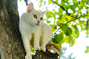 White cat on a tree hunting for a, an Animal Photo by MadPhotos