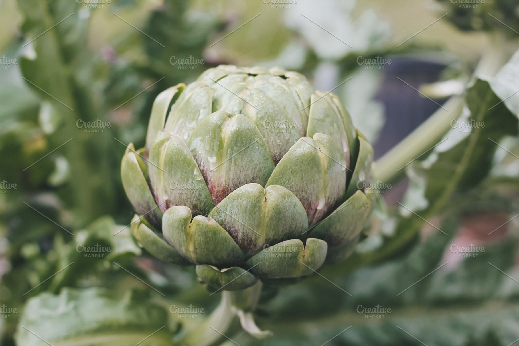Artichoke with morning dew, a Food & Drink Photo by Bubs