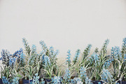 NATURAL MATTE, a Nature Photo by KABSPHOTOGRAPHY (Thumbnail 10 of 11)