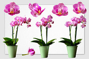 Realistic Orchid Flowers - Isolated, an Object Graphic by Turning Moss (Thumbnail 3 of 6)