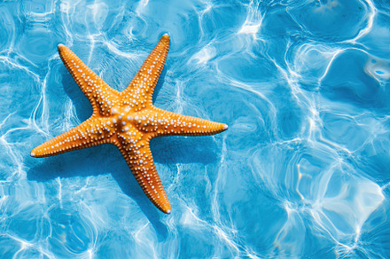 Five-pointed starfish floats gracefully on clear blue water surface under sunli, an Animal Photo by AlyaAnd